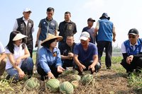 清明連雨二崙西瓜南瓜爛根 雲縣府現勘爭取現金救助