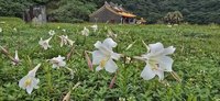 龜山島進入百合花季  東北角風管處籲賞花勿攀折