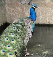 北市北投山區出現藍孔雀　動保處籲飼主出面認領