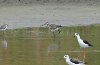 高雄茄萣濕地送別冬候鳥　迎來春季過境水鳥