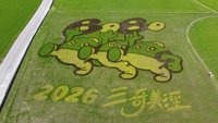 宜蘭三奇美徑　彩繪稻田呈現Q版波波草意象