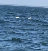 中華白海豚現蹤台南海域　顯現海洋復育成果