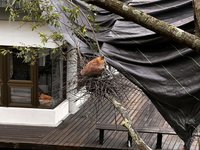 修剪樹枝侵擾鳥巢遭批　宜蘭吳沙國中致歉緊急補救