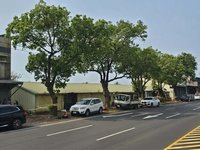 竹市中華路5樟樹影響通行安全　將移除改善
