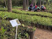 金門國家公園培育原生植物　結合企業植樹萬株
