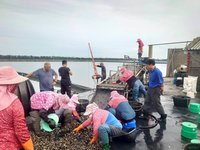 水試所推廣文蛤分段養殖　活存率提升逾10%