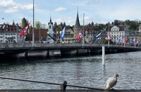 瑞士多地鴿患延燒  民眾動保團體批評撲殺禁餵措施