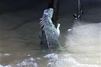 天災救助跟不上氣候變遷　綠委促檢討災害救助辦法