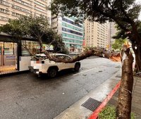 台北市基隆路路樹疑遭扯斷　擊中2車、無人受傷