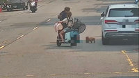 逃家貴賓犬路上亂竄　高雄警借塑膠籃成功捕捉