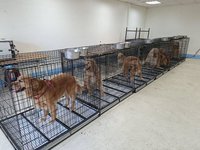 苗栗縣府安置遭不當對待犬隻　西湖鄉寵物餐廳歇業