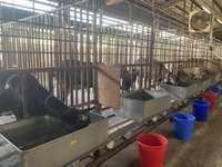 農牧循環  畜試所轉化香蕉農廢與格外品為飼料