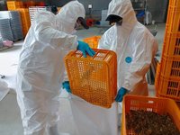 屏東鵪鶉場確診H5N1禽流感　撲殺7.8萬隻