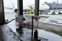 桃機跑道現狗蹤民憂影響飛安　機場公司：即時驅離