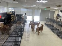 民代籲沒入寵物餐廳受害犬隻　苗縣府：審慎評估