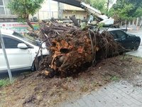 台中二中前路樹倒塌壓2車　校方：公共意外險理賠