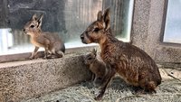 迎接母親節　壽山動物園推女性及兒童免費入園