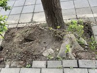 議員批填鼠洞敷衍了事　北市公園處：加強巡檢