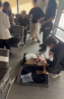 日人來台購買霹靂布袋戲偶遭詐　警查獲犯嫌送辦