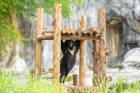 北市動物園黑熊迎新生活　可見「貝兒」攀爬休息日常