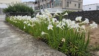 澎湖初夏百合花祭登場　遊客一睹美麗花海