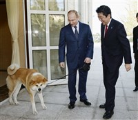日俄狗狗外交象徵　秋田犬「夢」衰老過世