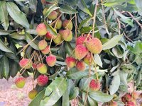 高雄玉荷包產量回穩　搶國際訂單外銷估破百噸