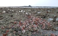 澎湖馬糞海膽未開放採捕　金嶼潮間帶現大量殘殼