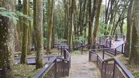 連日降雨嘉義奮起湖不再有異味　肖楠木步道飄清香