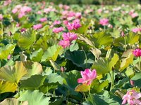 竹山荷花盛開　鎮公所邀遊客夏日慢活沉浸荷香茶香