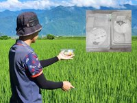 苗栗農改場量產天敵黑卵蜂 有效抑制花東有機稻害蟲