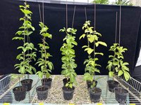 農試所開發藤蔓與廢菇包再利用　百香果增產18%