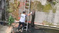 基隆狗兒受困大排　架雙節梯救起、後肢已癱瘓