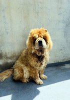 棄養鬆獅犬　嘉義縣家畜所開罰飼主11萬元