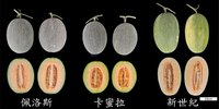 花蓮農改場新品種哈密瓜佩洛斯　瓜果量增6%至10%