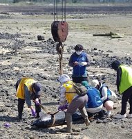 澎湖青螺濕地海豚擱淺死亡  死因待解剖
