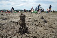 竹市公私協力復育香山濕地　台灣旱招潮蟹再現