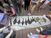 外來魚入侵汶水生態池　雪霸「除害」清出逾百公斤