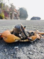 小琉球美人洞6/8啟動護蟹交管　志工籲減速降路殺