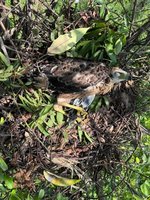 大冠鷲寶寶鷲星死亡母銜枝蓋身　育雛直播至6/2中午