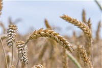 澳洲小麥產量估減26%　乾旱與中東衝突推升成本