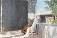 台灣高鐵國旅聯票　增衝浪水公園等景點