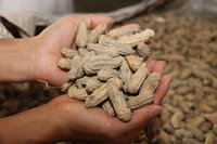農業部將管制落花生種子出口　防優良品種外流