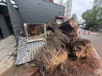 台南舊城縣城隍廟前榕樹大雨中倒塌　壓毀五營小廟