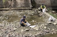 南投埔里河床清出1600公斤魚屍　排除廢水汙染