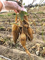 畜牧廢水變資源　畜試所新技術增地瓜產量與收益