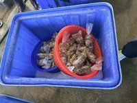 嘉義盤商拿越南蚵混充布袋鮮蚵　涉詐欺罪遭起訴