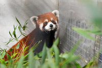 上海2隻小貓熊抵台　北市動物園：狀況良好