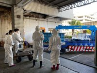 長須鯨死亡擱淺花蓮海岸　科博館將製標本