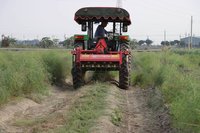 高腳曳引機變蘆筍栽培採收好幫手  省工提高品質